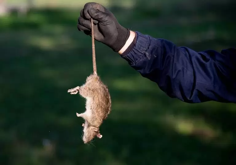 Rodent Control In Beverly Hills: Essential Tips For Homeowners